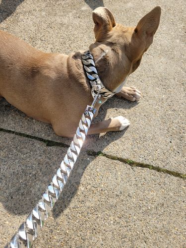 Customer photo review of Cuban Dog Collar + Leash Bundle