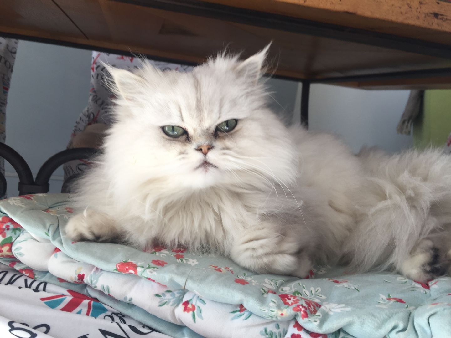 Customer photo review of Peigne de Toilettage Professionnel PuppySafe™