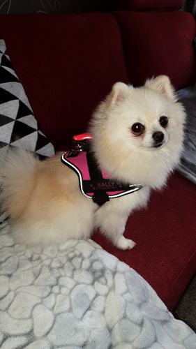 Customer photo review of Pfotenlove - Personalisiertes Sicherheitsgeschirr – Premium Ausgabe