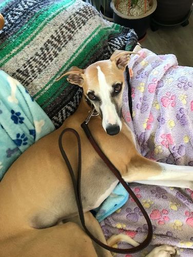 Customer photo review of Leather Dog Leads 2cm x 80cm - Range Of Colours