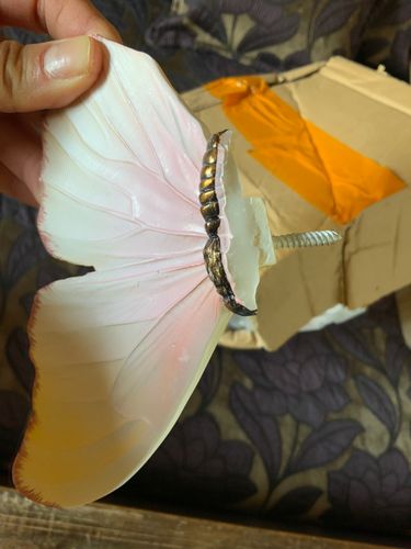 Customer photo review of Butterfly Wall Decoration