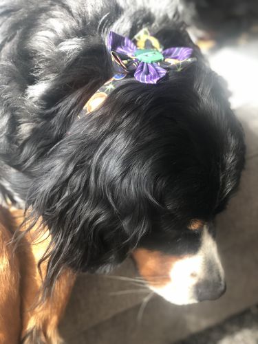 Customer photo review of Cute dog collar bow tie - Super Mickey