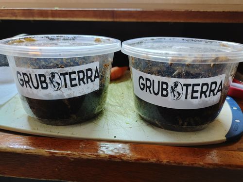 Customer photo review of GrubTerra Fresh Black Soldier Fly Larvae for Reptiles