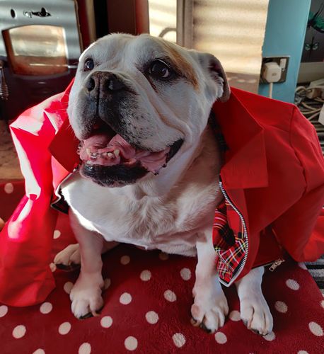 Customer photo review of Womens Classic Harrington Jacket - Red