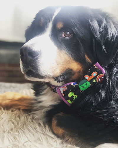 Customer photo review of Cute dog collar bow tie - Super Mickey