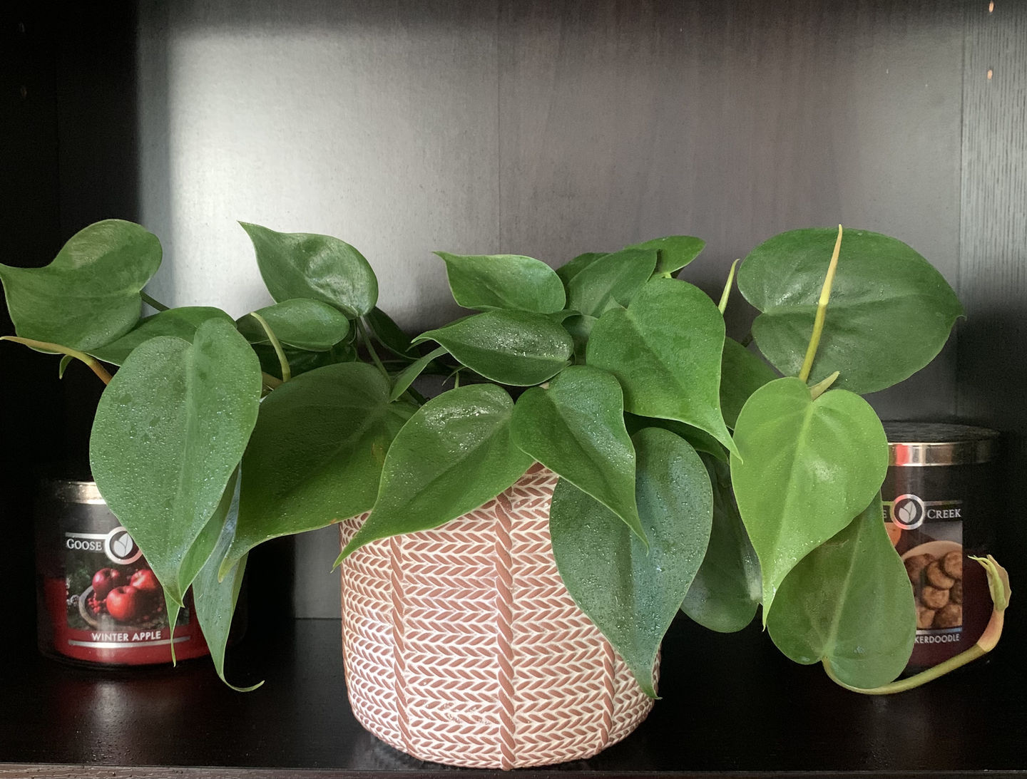 Customer photo review of 4" Philodendron hederaceum Green