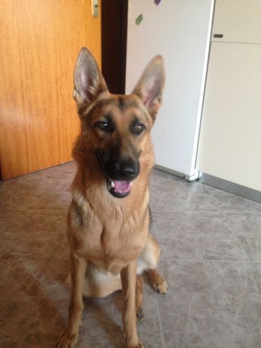 Customer photo review of IMPERIAL FOOD 1ST CLASS MAIALE E ARINGA