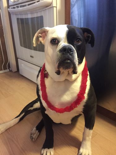 Customer photo review of Pup Wax Luxe Dog Nose Balm and Paw Wax