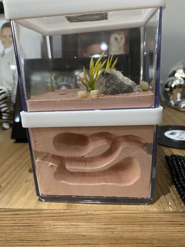 Customer photo review of Lasius niger colony