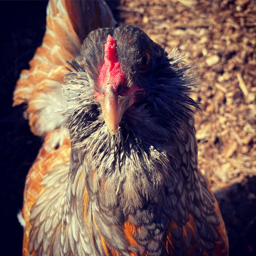 Customer photo review of GrubTerra Dried Larvae