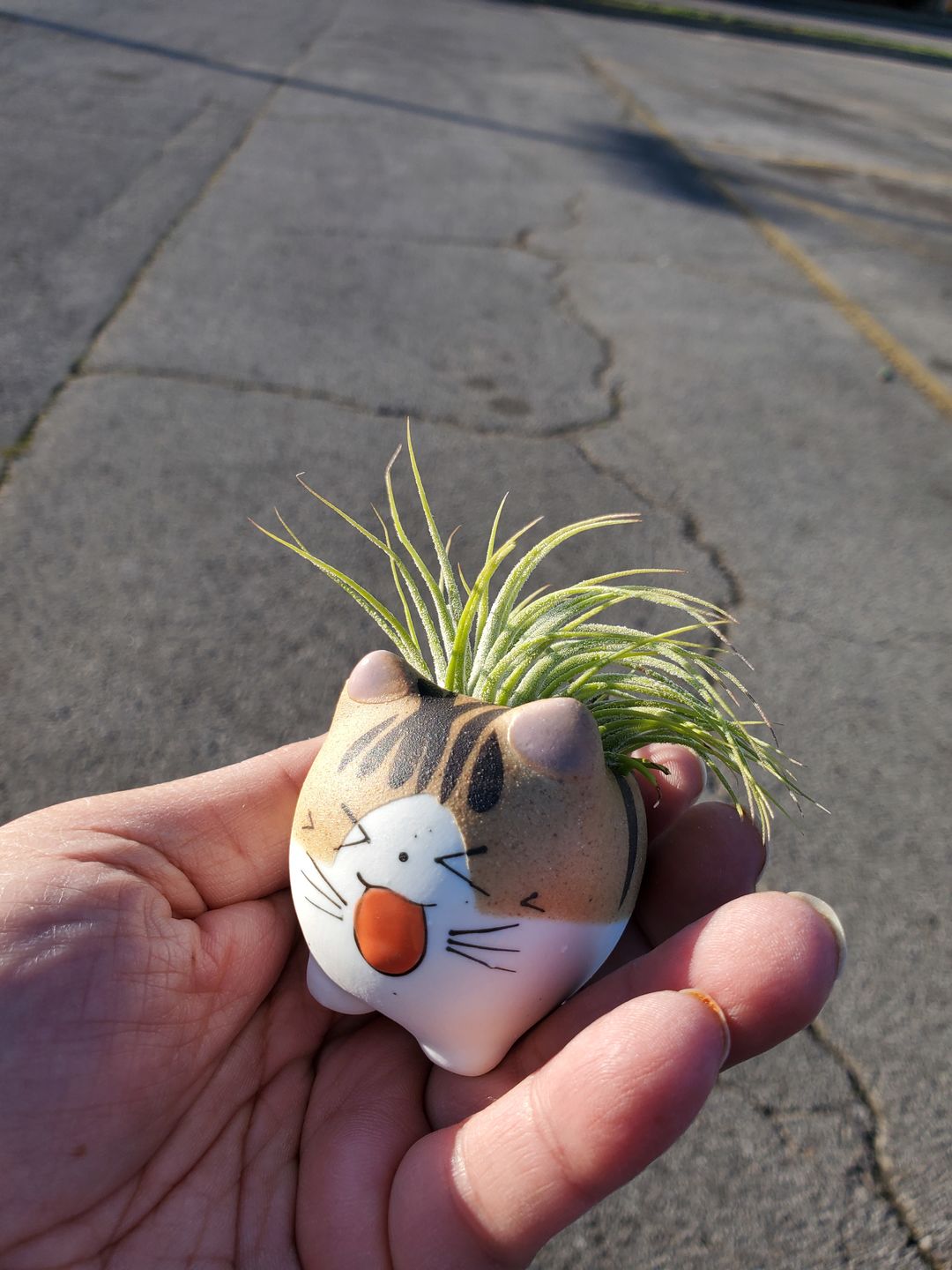 Customer photo review of Wholesale Ionantha Guatemala Medium  (Minimum Order 10)