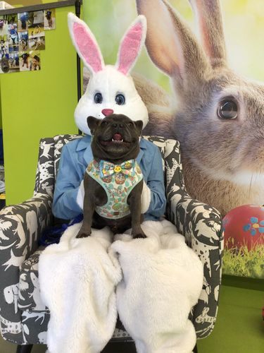 Customer photo review of Easter dog collar bow tie - Bunny, Chicken, and eggs