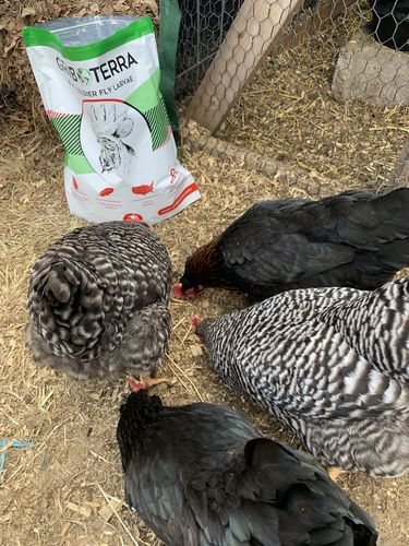 Customer photo review of GrubTerra Dried Larvae