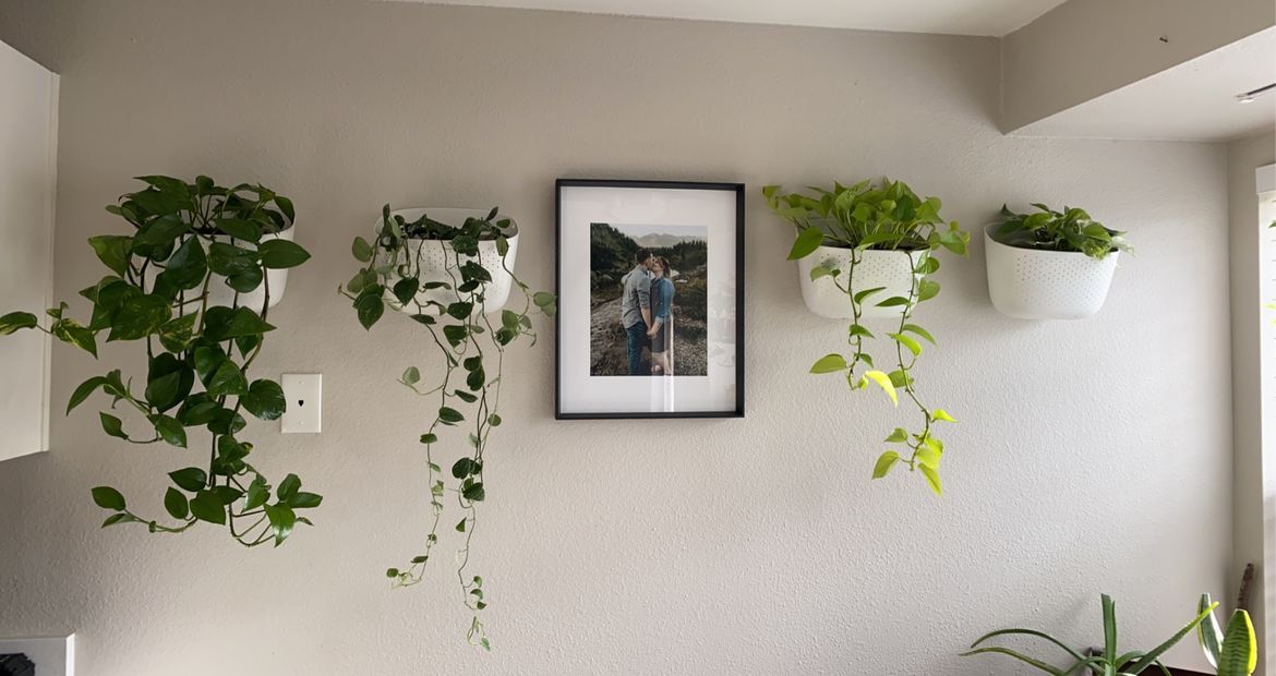 Customer photo review of Eco White Wall Planter