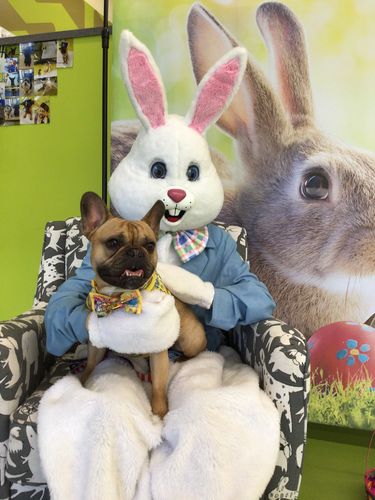 Customer photo review of Easter dog harness - colorful eggs