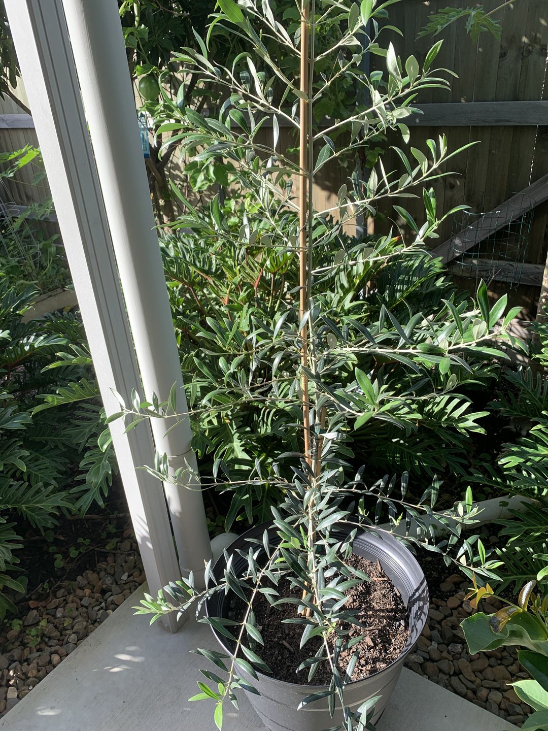 Customer photo review of Dwarf Green Olive - Garden Harvest