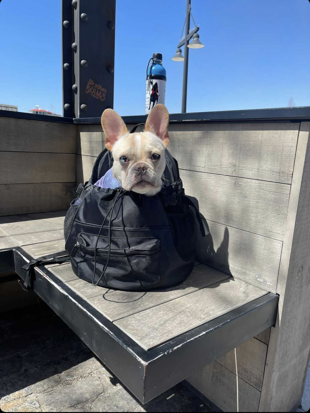Customer photo review of Premium All-Black Pet Backpack