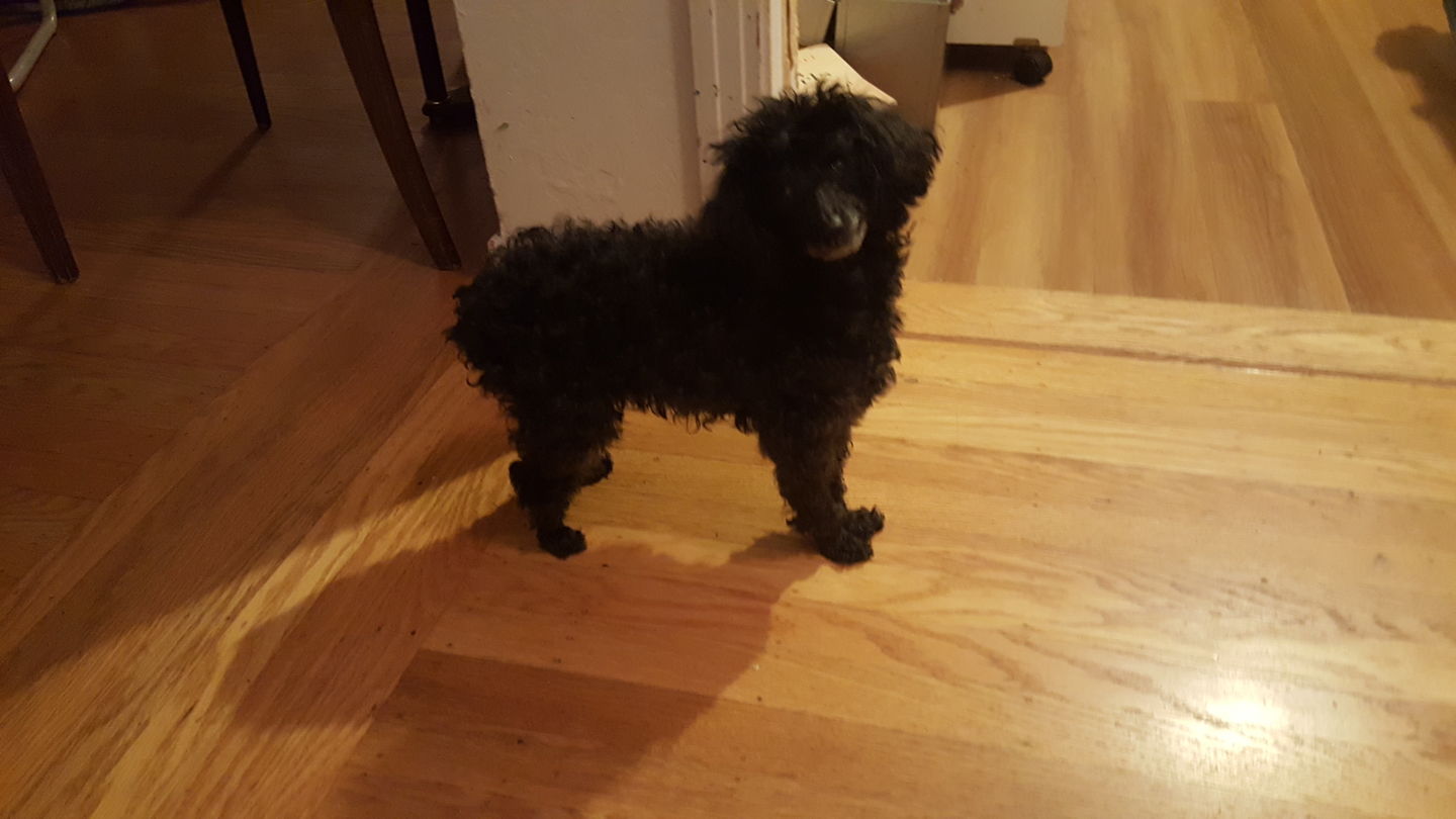 Customer photo review of Royal Canin Veterinary Diet - Hepatic. Canned Dog Food.