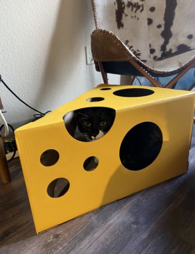 Customer photo review of Vetreska Cat Scratcher Box - Cheese Slice