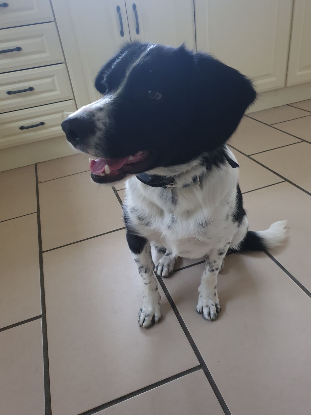 Customer photo review of Anti Bark Training Collar