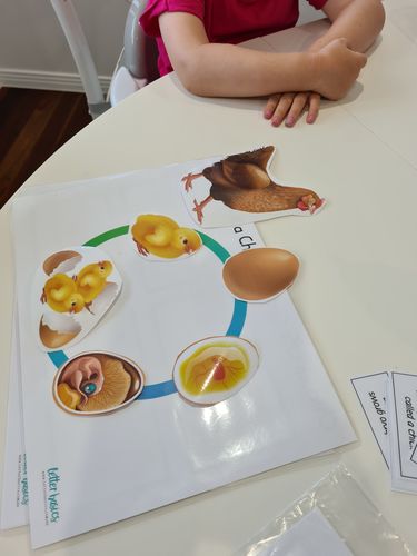 Customer photo review of DIY Chicken Life Cycle Look Book for 4-6yo+