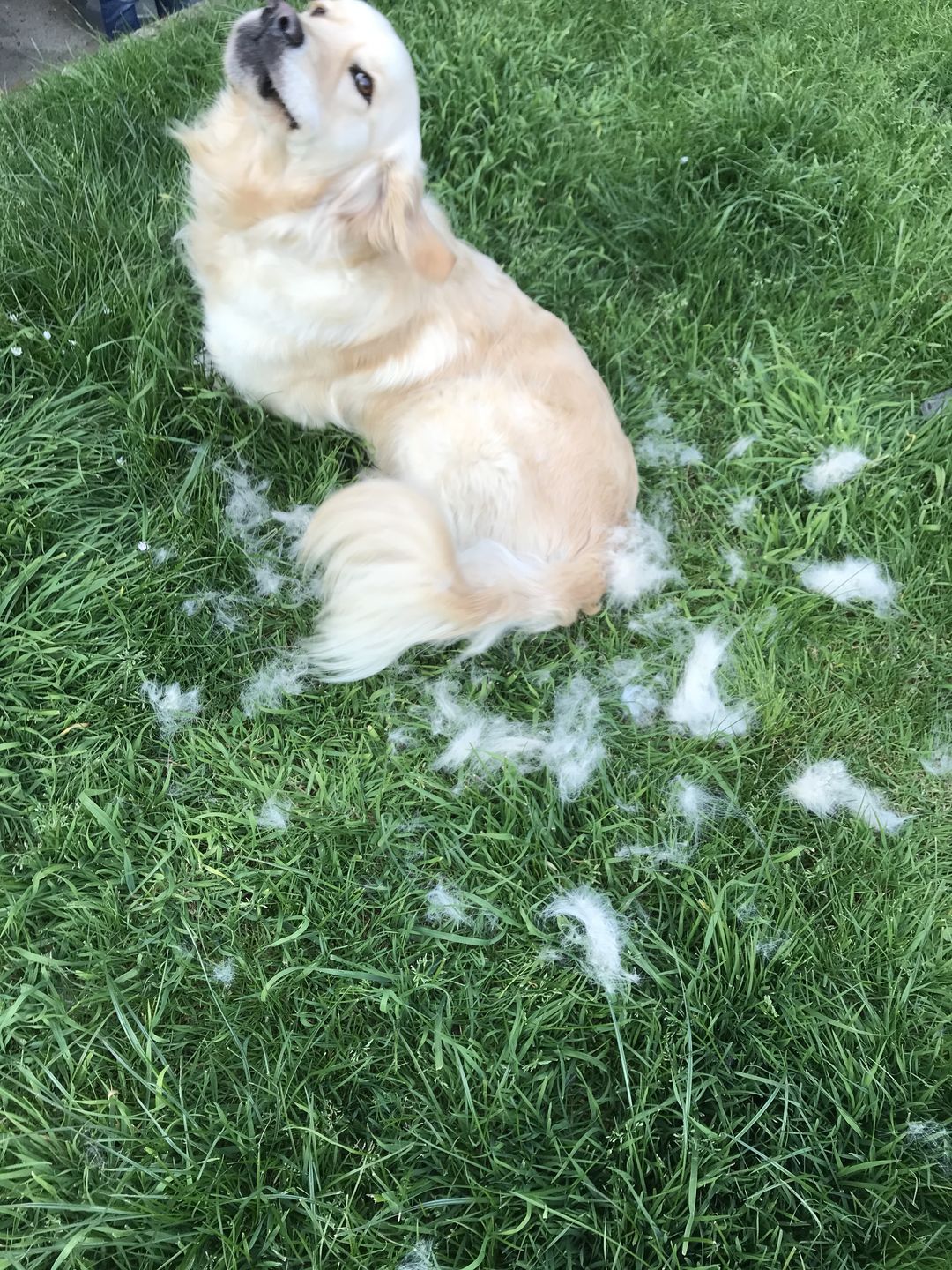 Customer photo review of Peigne de Toilettage Professionnel PuppySafe™
