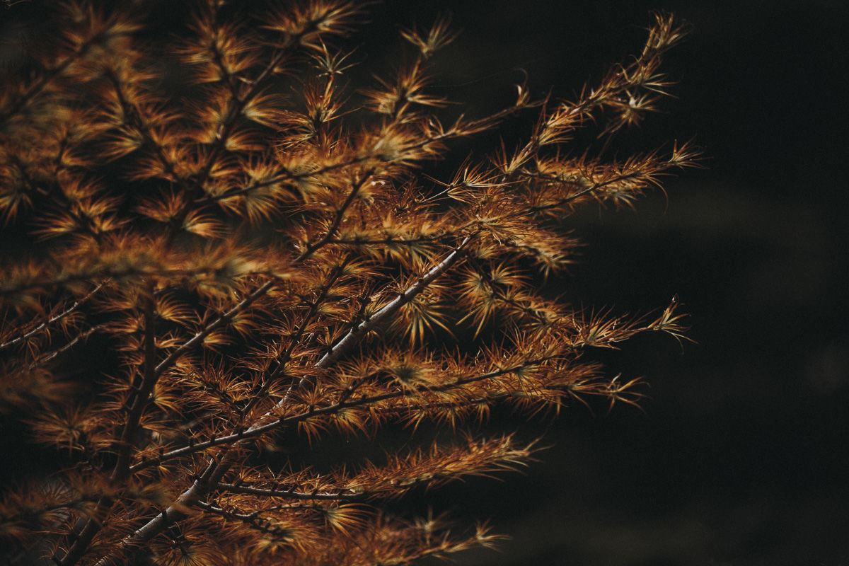 Customer photo review of GOLDEN HOUR II LIGHTROOM PRESETS