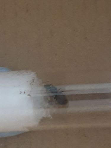 Customer photo review of Lasius niger colony