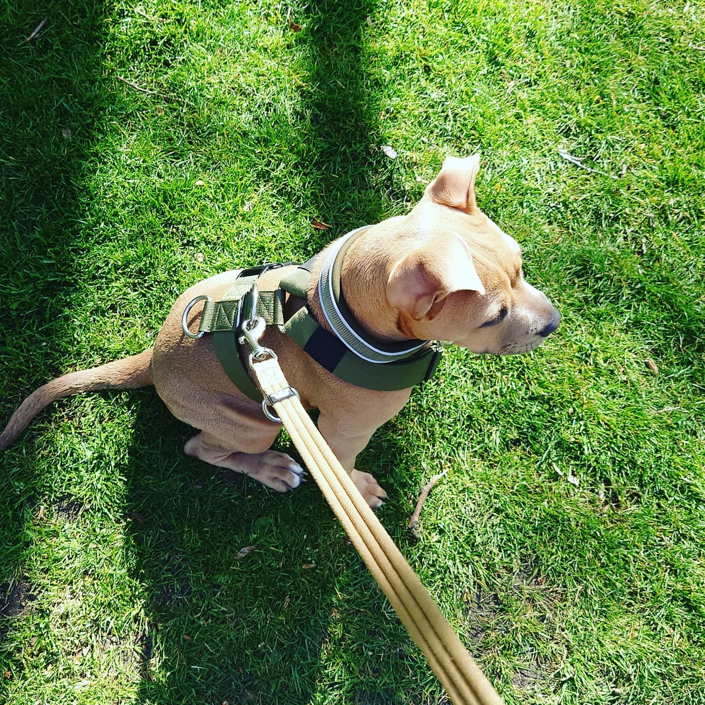 Customer photo review of 3cm Slip on Collar | Soft Padded & Reflective - Khaki v2.0