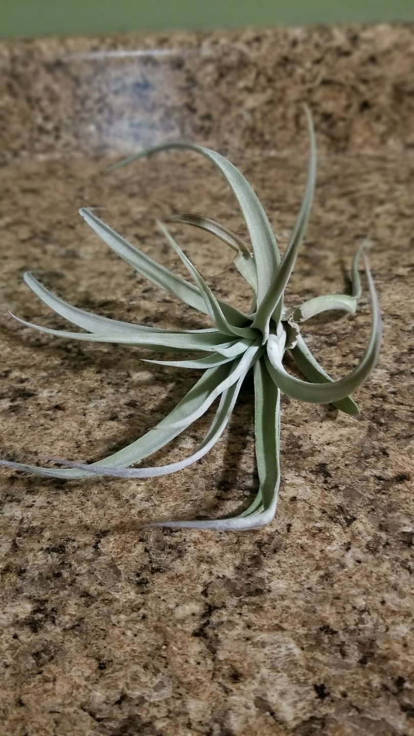 Customer photo review of B Quality Harrisii 3 Pack  ($1.50 Per Plant)