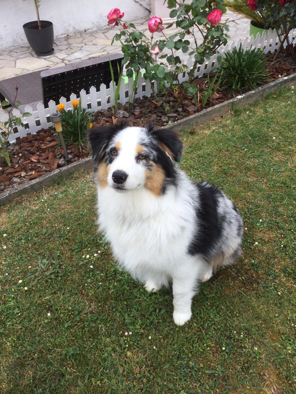 Customer photo review of Peigne de Toilettage Professionnel PuppySafe™