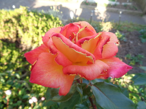 Customer photo review of Liquorice Jelly Spogs