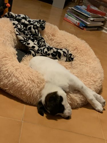 Customer photo review of Cuccia Antistress Per Pelosetti - Super Cucciolo®