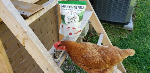 Customer photo review of GrubTerra Dried Larvae