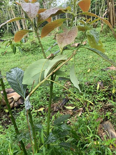 Customer photo review of Garden Professional Grafting Cutting Tool