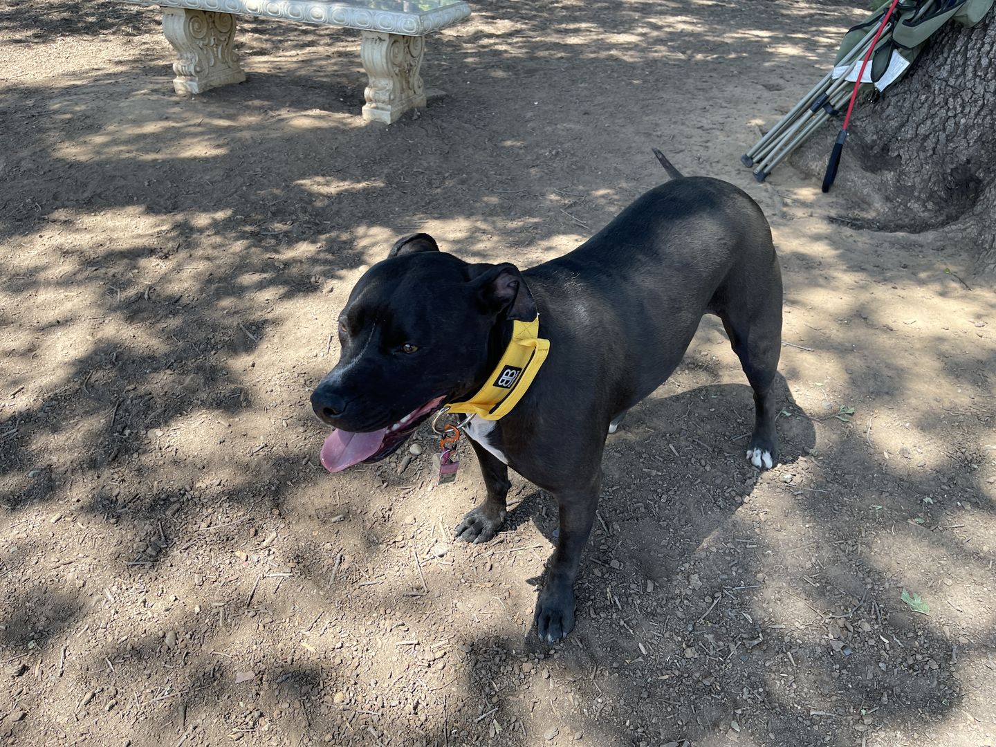 Customer photo review of 4cm Combat® Collar | Rated Clip - NO HANDLE - Pink v2.0