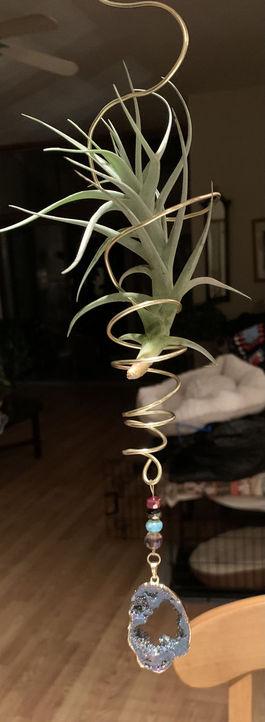 Customer photo review of *6 Pack* Premium Air Plants Mix  *Cannot Be Shipped Internationally*