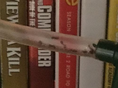 Customer photo review of Lasius niger colony