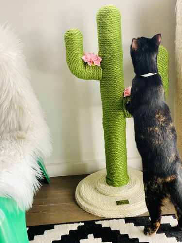Customer photo review of Vetreska Modern Cat Scratching Post