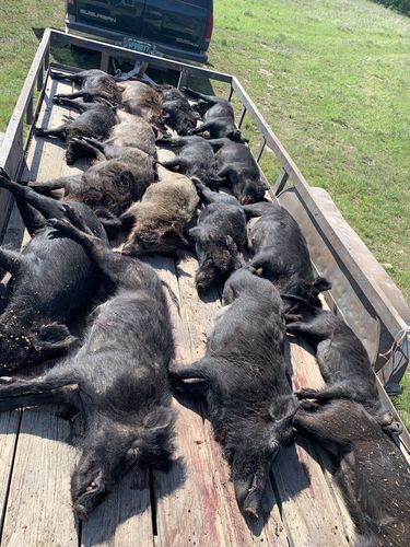 Customer photo review of Pig Brig Trap System