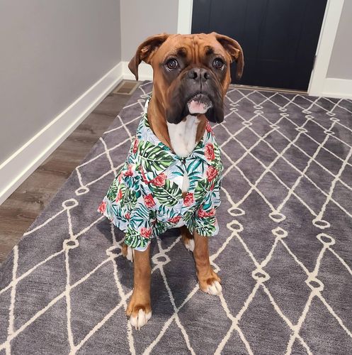 Boxer Hawaiian Shirt – Everything Boxer 