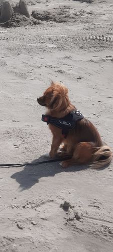 Customer photo review of Pfotenlove - Personalisiertes Anti-Zug Sicherheitsgeschirr – Premium Ausgabe