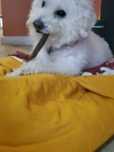 Customer photo review of Gullet Strip 6”