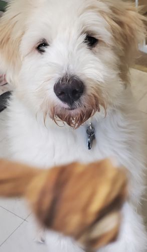 Customer photo review of 5-7 inch Knotted Tripe Twist Bone