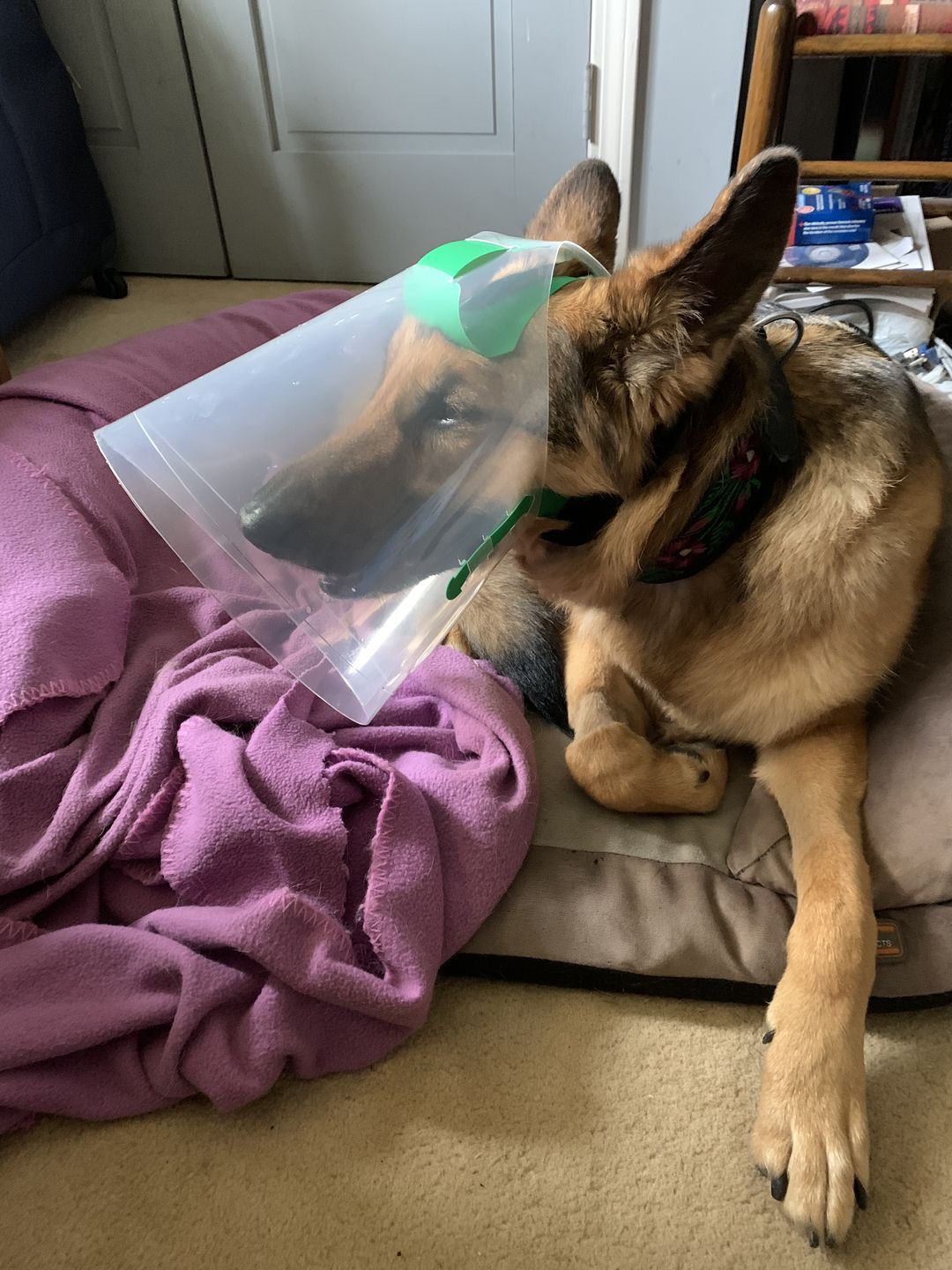 Customer photo review of NovaGuard Recovery Collar