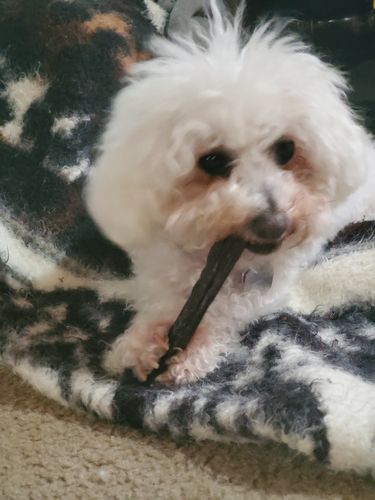 Customer photo review of 12 Inch Gullet Sticks