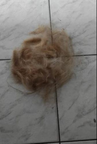 Customer photo review of Brosse Anti-Poils Chien, Chat, Cheval, Lapin | Original | Pilpoil®