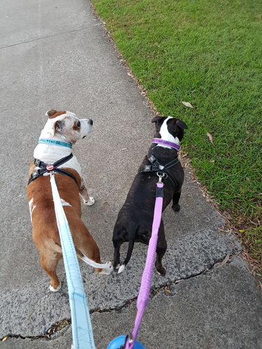 Customer photo review of DF Co. Purple Dog Leash