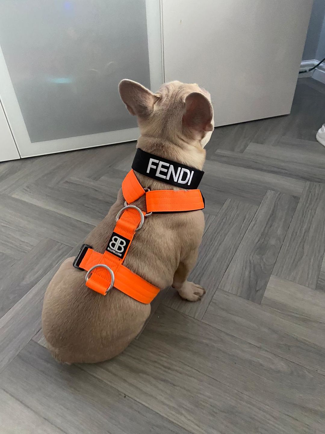 Customer photo review of 4cm Nylon Dog Collar - Black v2.0