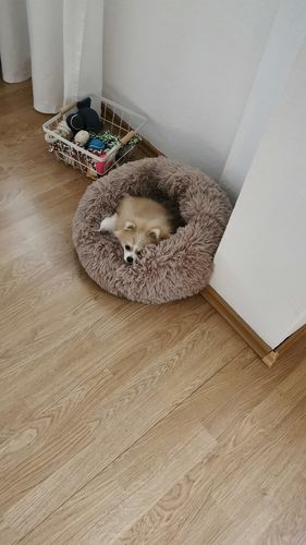 Customer photo review of Puppery Kuschelbett - Das Original